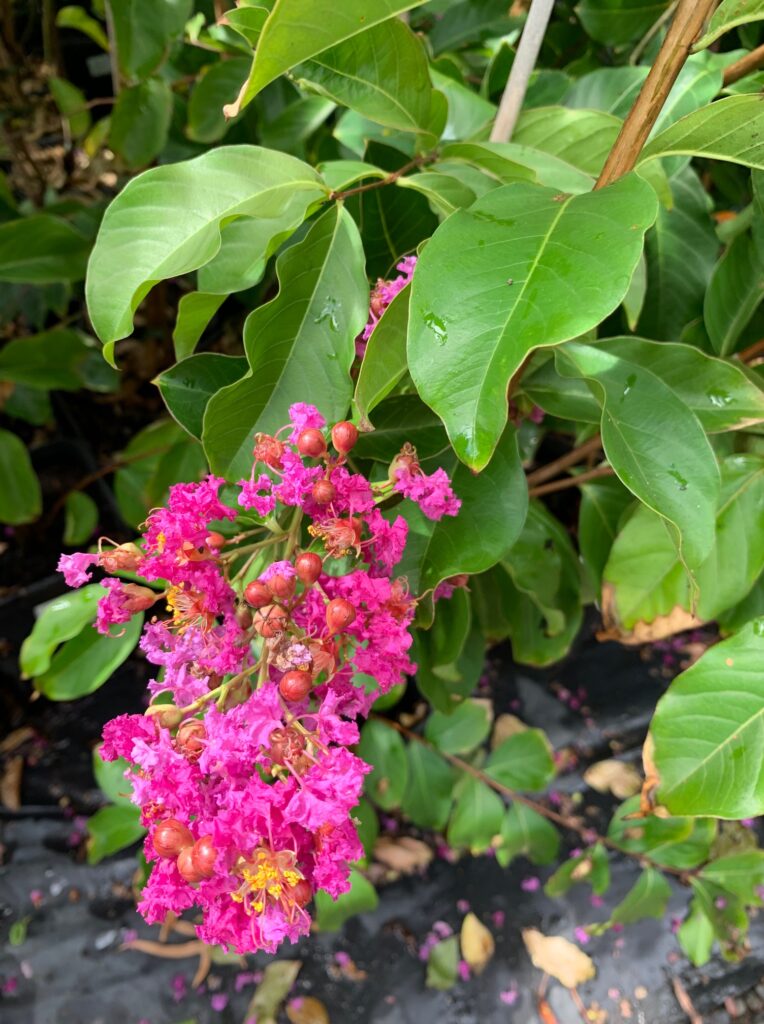 Lakeside Plants & Nursery