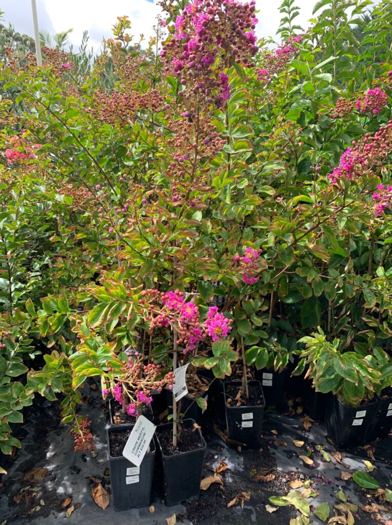 Lakeside Plants & Nursery