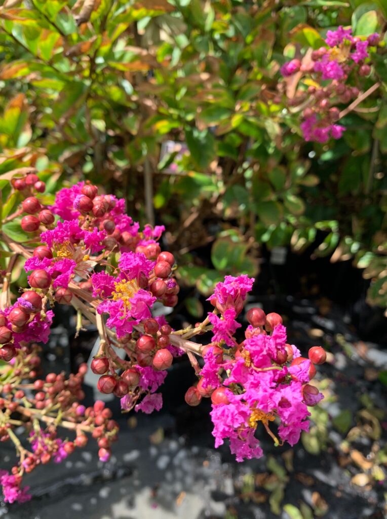 Lakeside Plants & Nursery