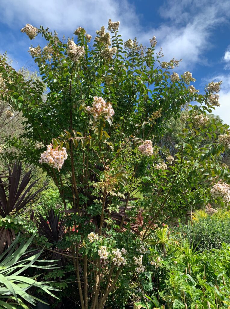 Lakeside Plants & Nursery