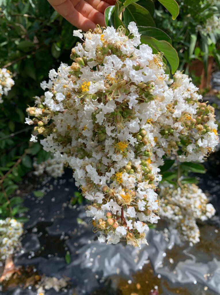 Lakeside Plants & Nursery