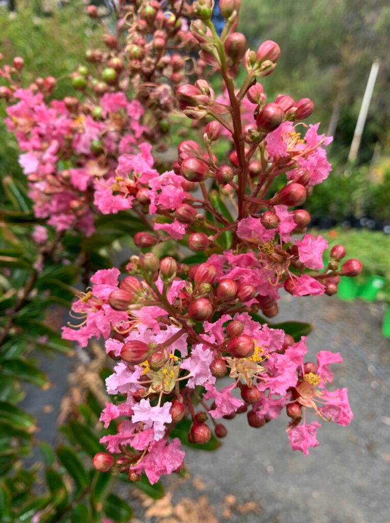 Lakeside Plants & Nursery