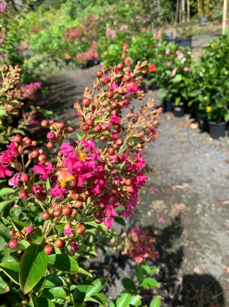 Lakeside Plants & Nursery