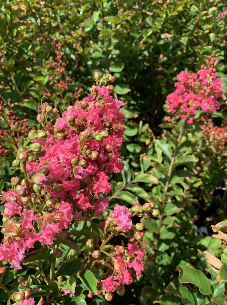 Lakeside Plants & Nursery