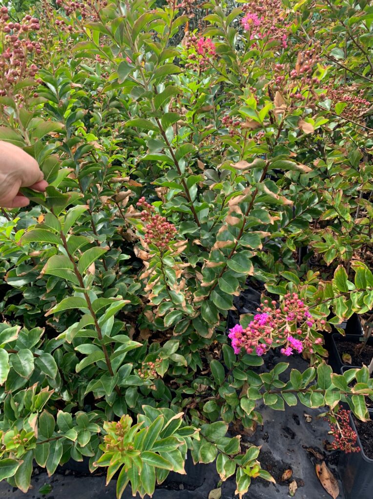 Lakeside Plants & Nursery