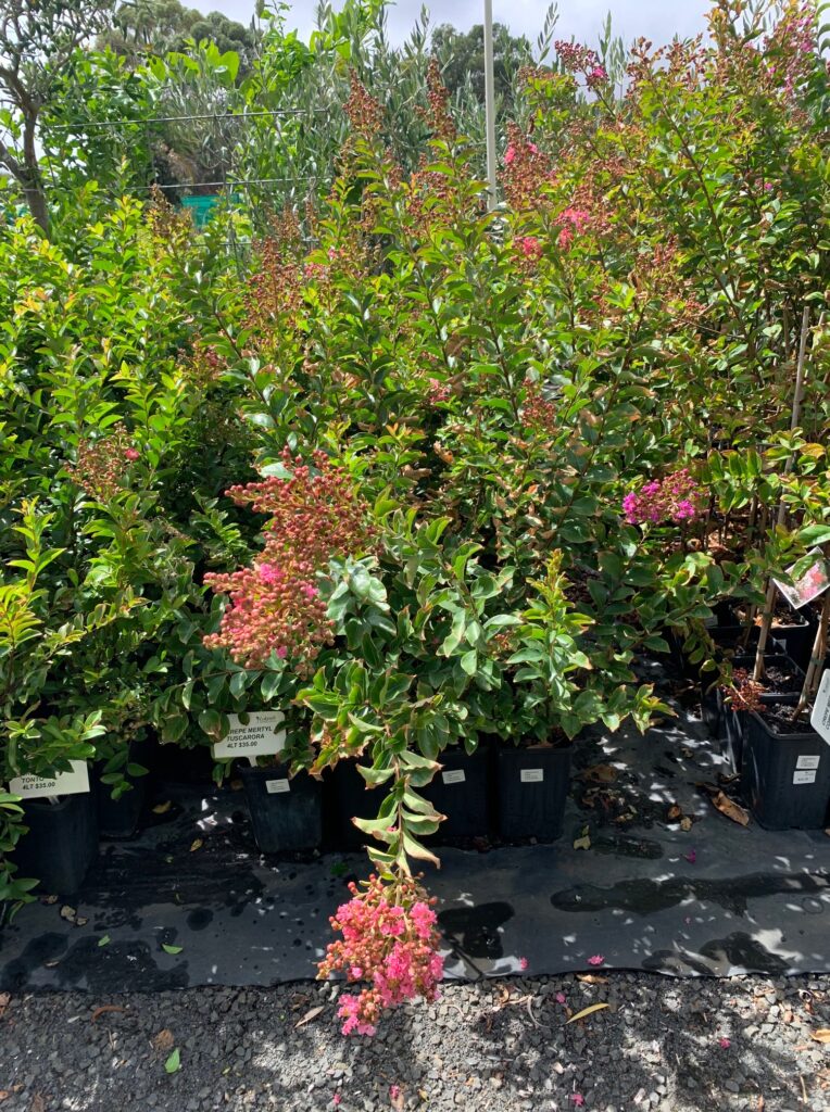 Lakeside Plants & Nursery