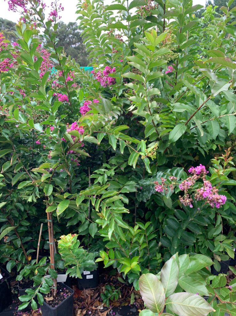 Lakeside Plants & Nursery