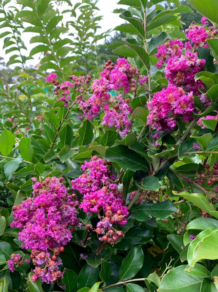 Lakeside Plants & Nursery