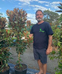 Mangnolia Little Gem