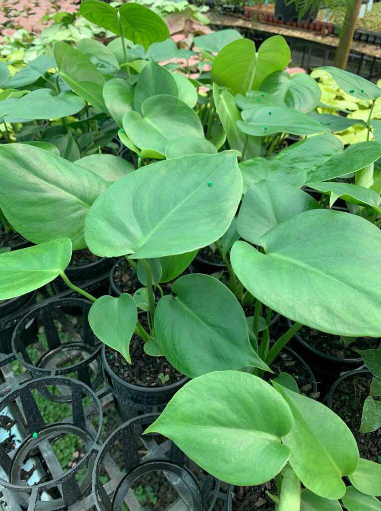 Lakeside Plants & Nursery