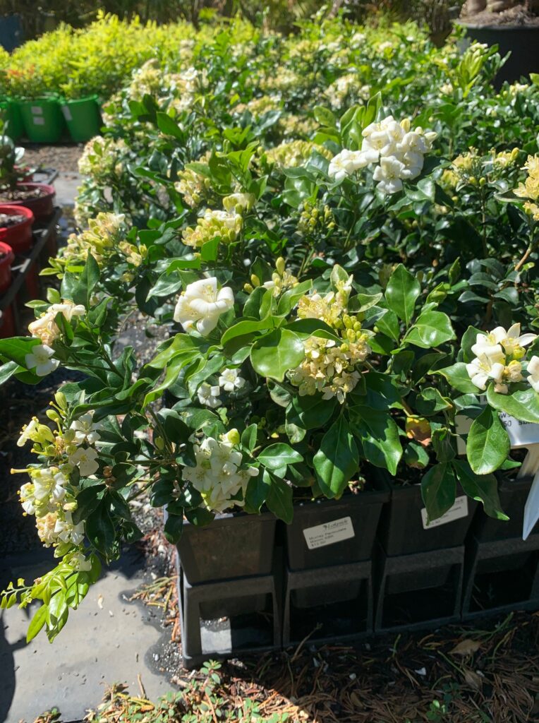 Lakeside Plants & Nursery