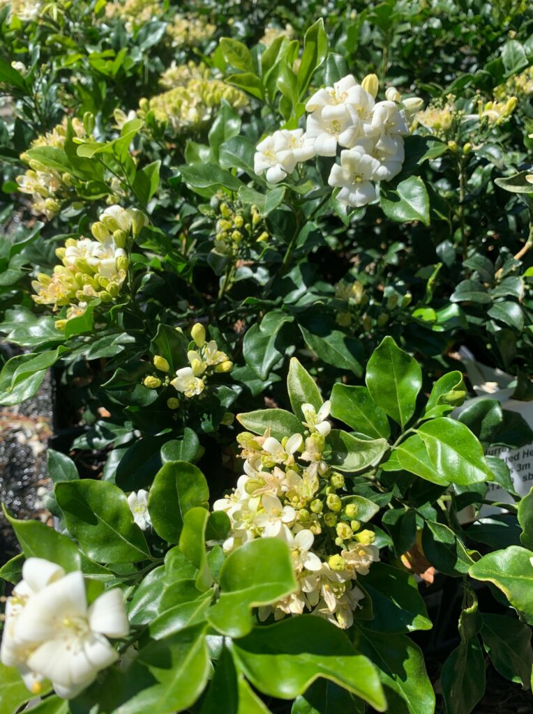 Lakeside Plants & Nursery