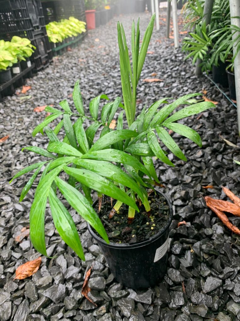 Lakeside Plants & Nursery