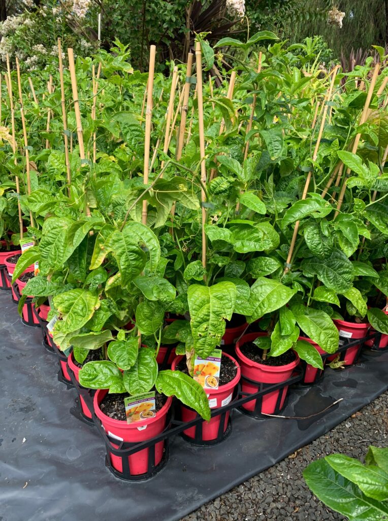 Lakeside Plants & Nursery
