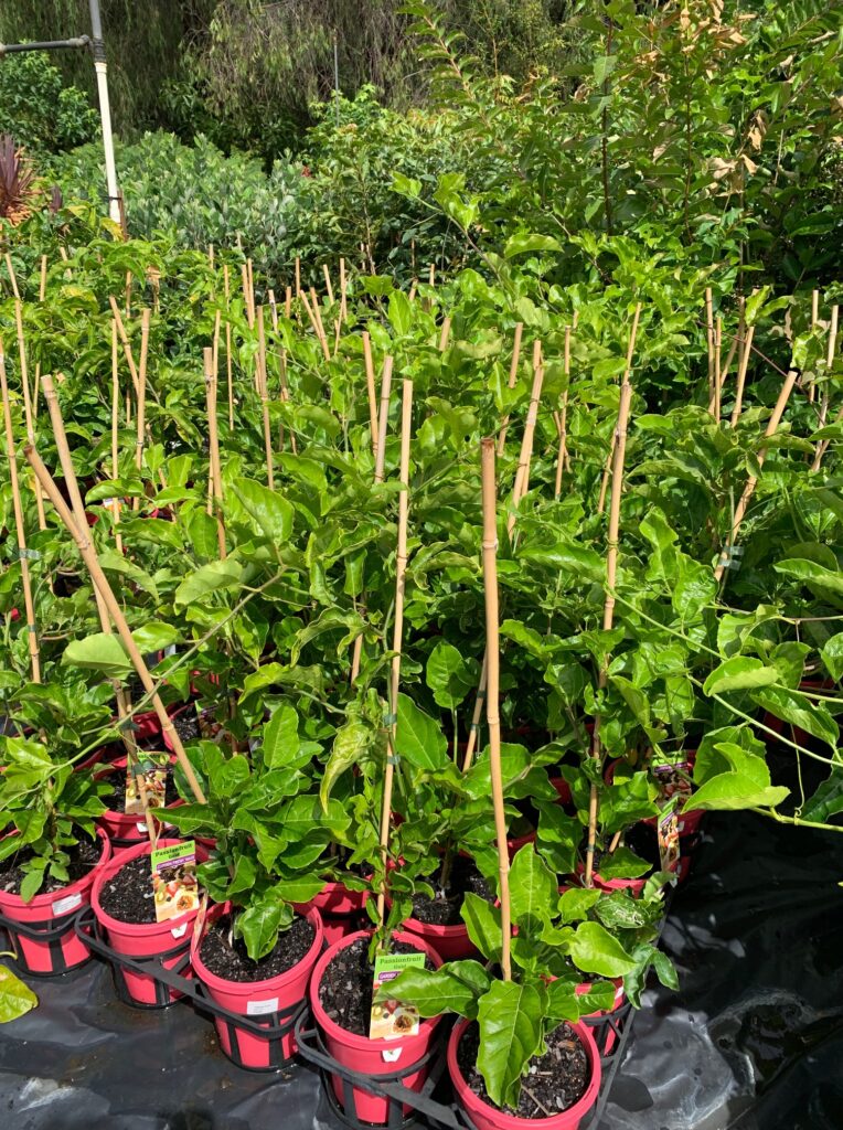 Lakeside Plants & Nursery