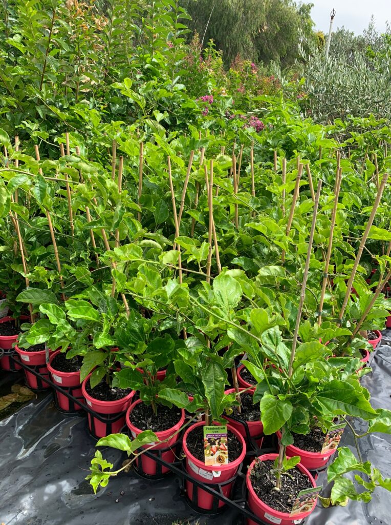 Lakeside Plants & Nursery