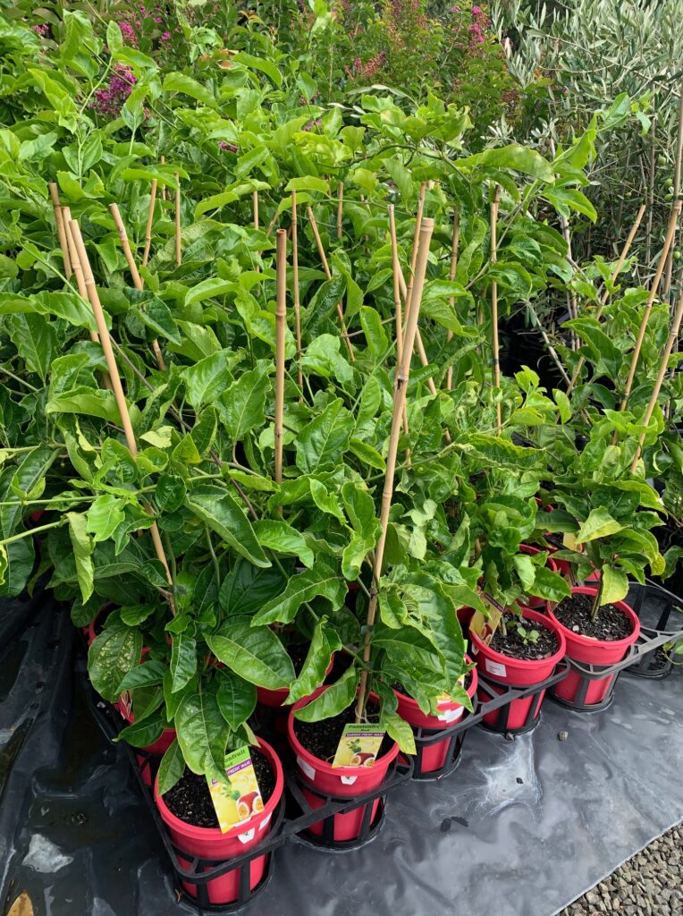 Lakeside Plants & Nursery
