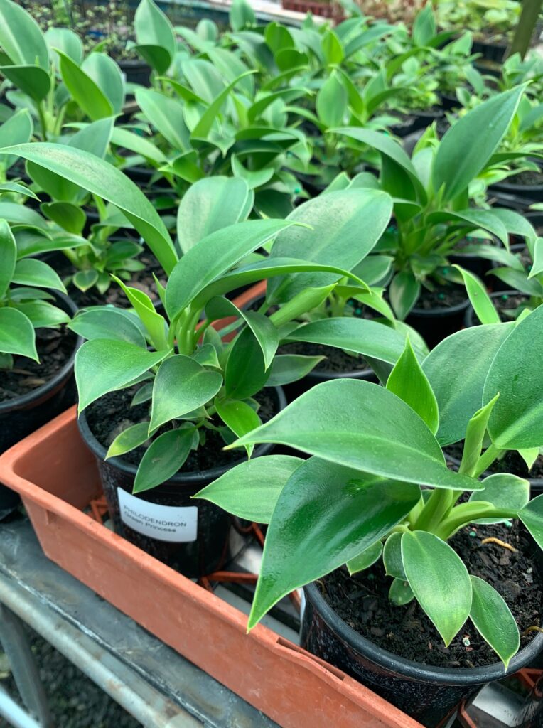 Lakeside Plants & Nursery