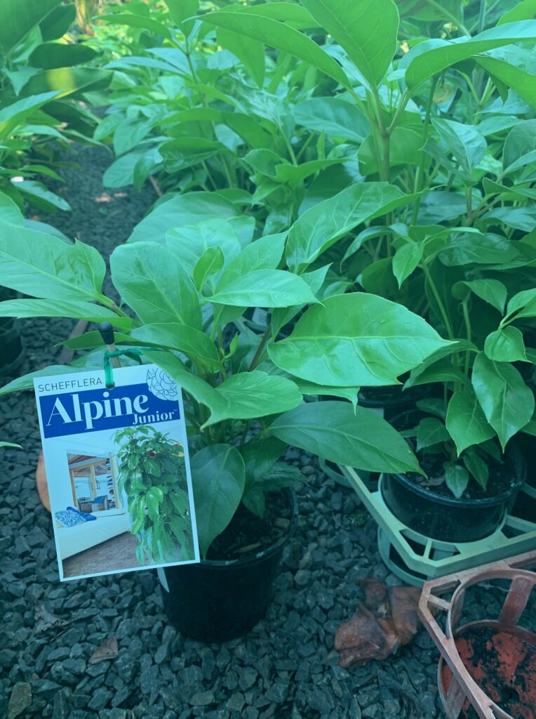 Lakeside Plants & Nursery