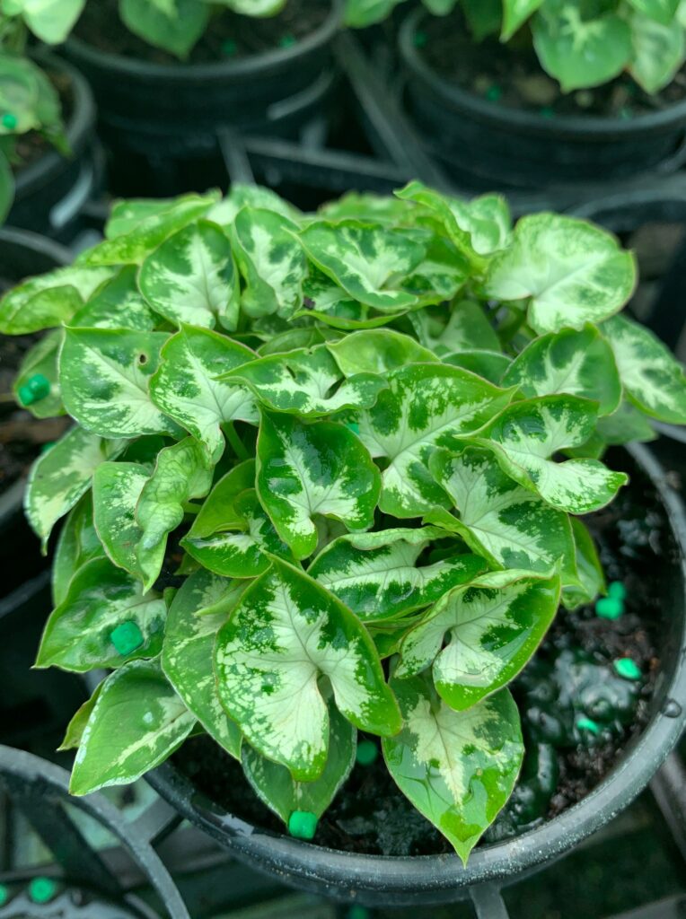 Lakeside Plants & Nursery