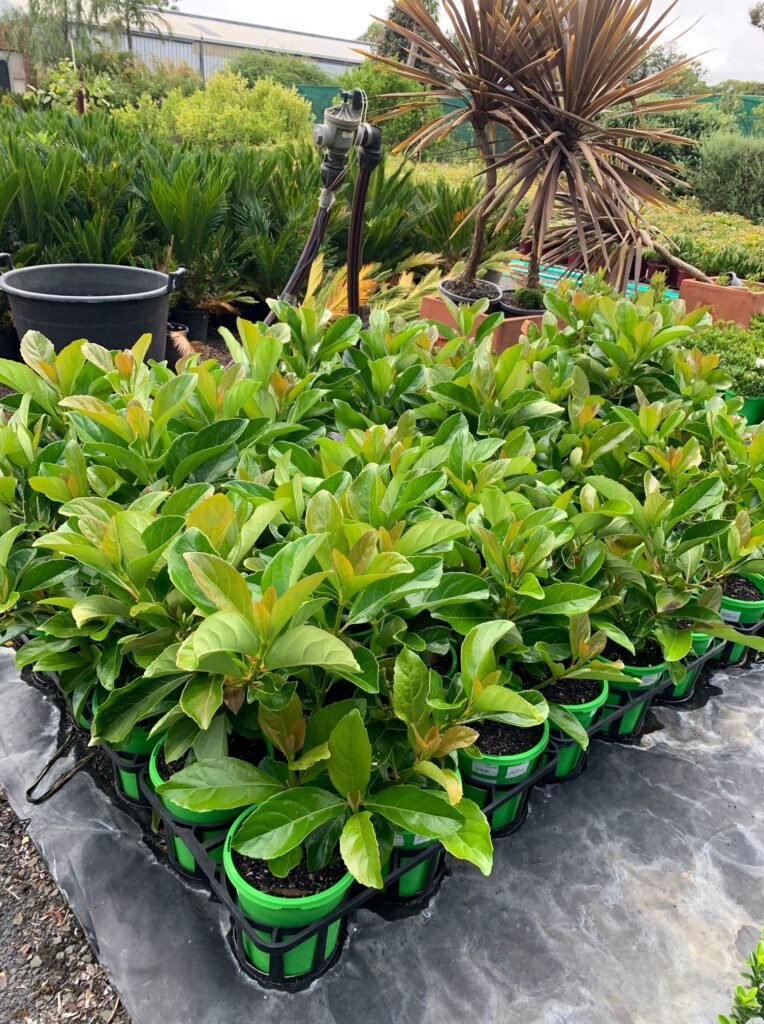 Lakeside Plants & Nursery