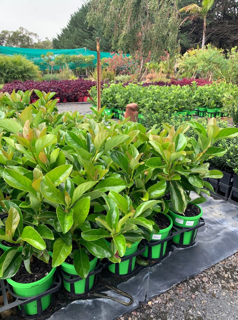 Lakeside Plants & Nursery