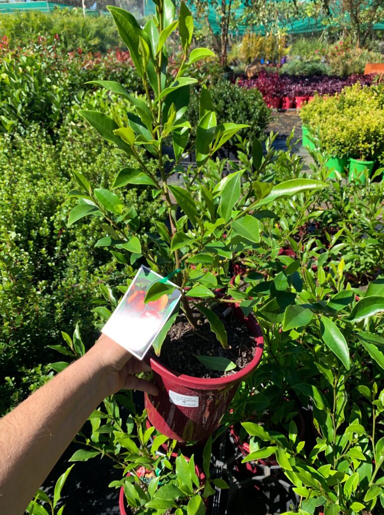 Lakeside Plants & Nursery