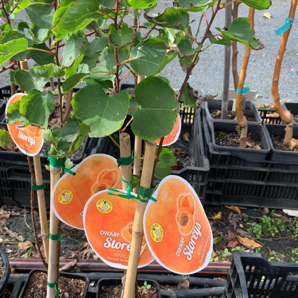 Lakeside Plants & Nursery