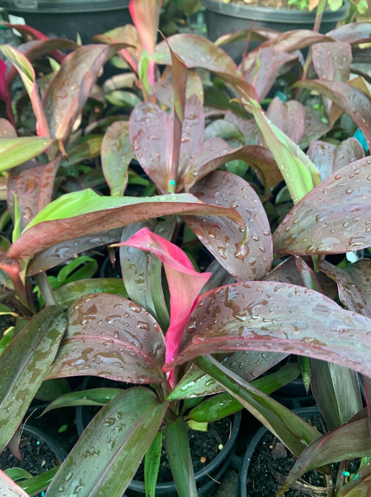Lakeside Plants & Nursery