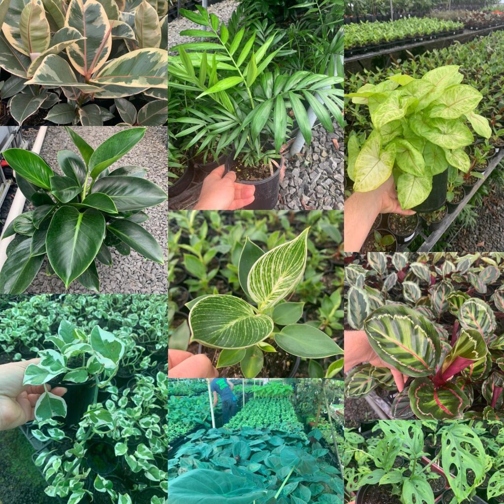 Lakeside Plants & Nursery