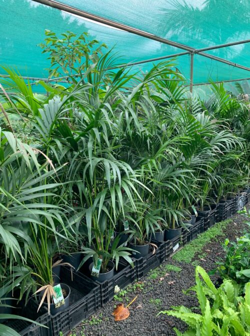 Lakeside Plants & Nursery