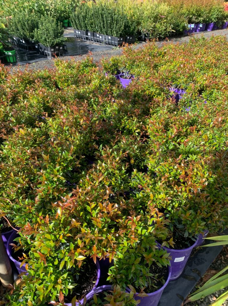 Lakeside Plants & Nursery