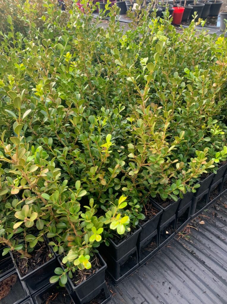 Lakeside Plants & Nursery
