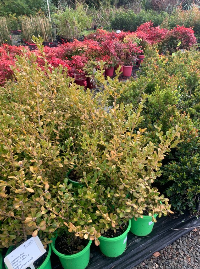 Lakeside Plants & Nursery