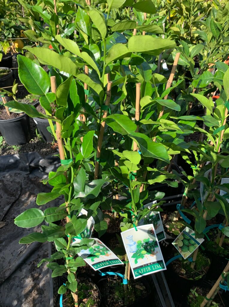Lakeside Plants & Nursery