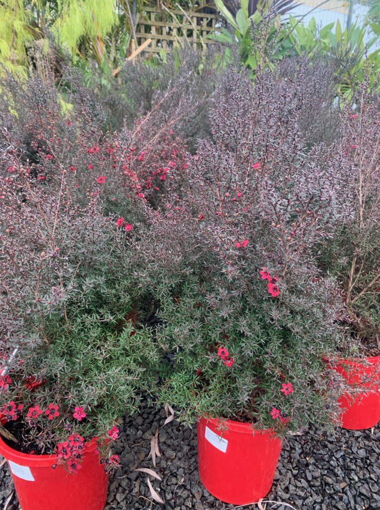 Lakeside Plants & Nursery