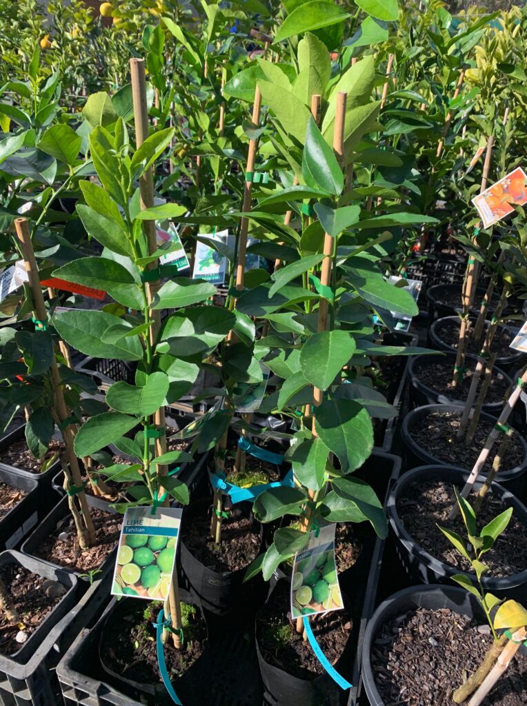 Lakeside Plants & Nursery