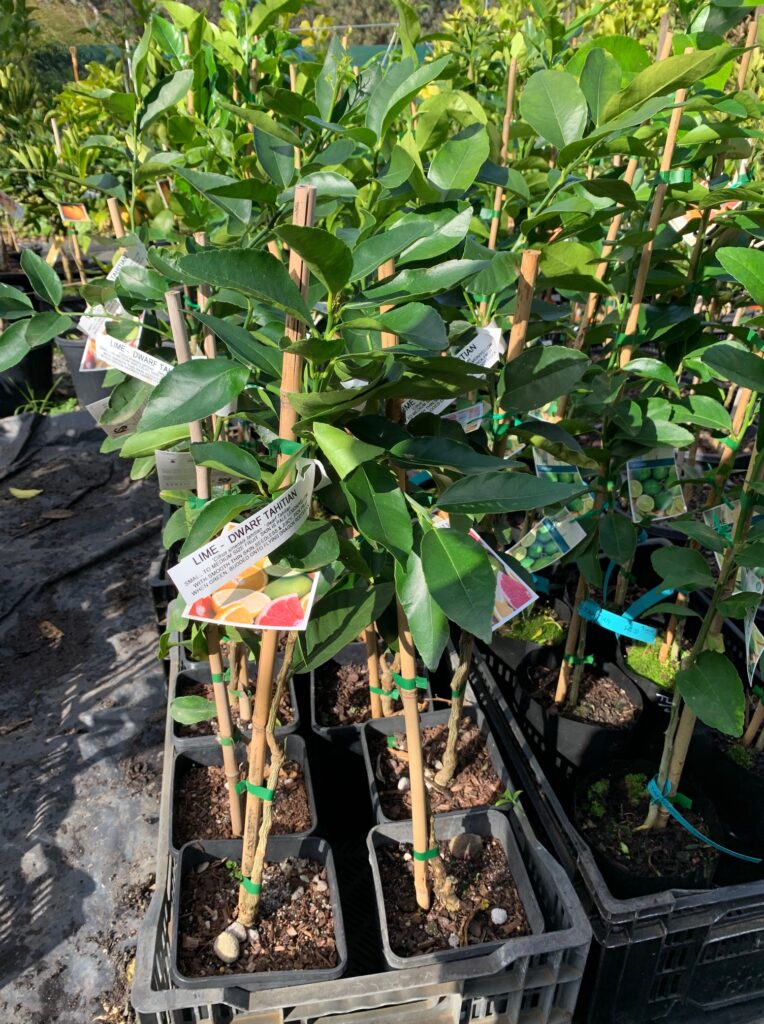 Lakeside Plants & Nursery