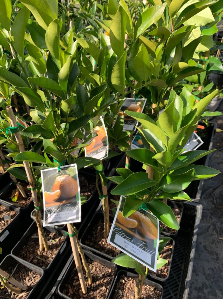 Lakeside Plants & Nursery