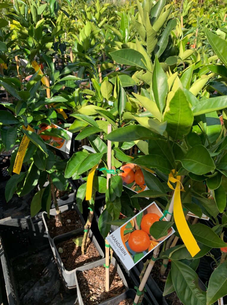 Mandarin Satsuma Miho Lakeside Plants & Nursery