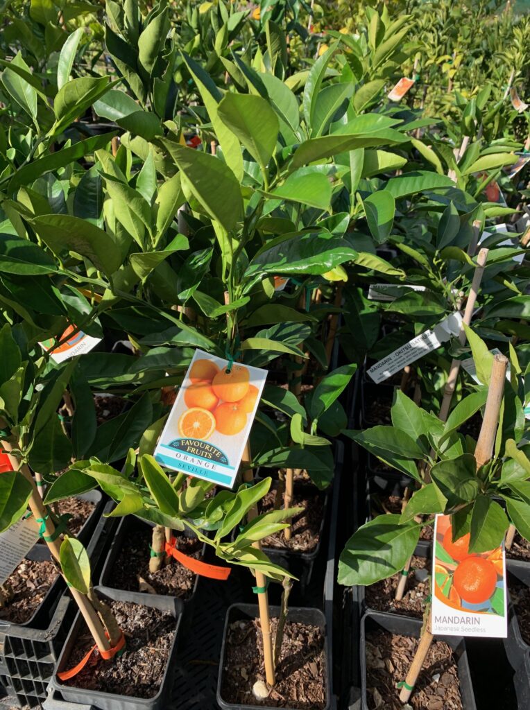 Lakeside Plants & Nursery