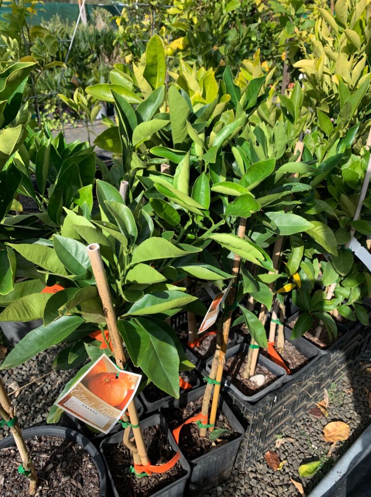 Lakeside Plants & Nursery