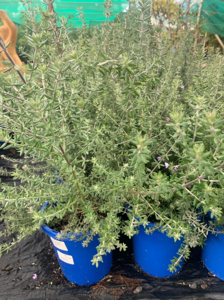 Lakeside Plants & Nursery