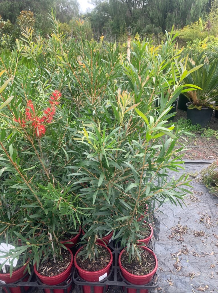 Lakeside Plants & Nursery