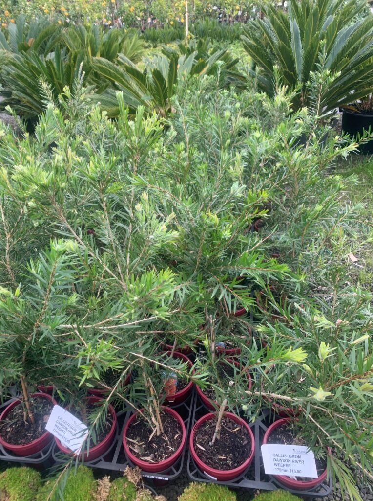 Lakeside Plants & Nursery