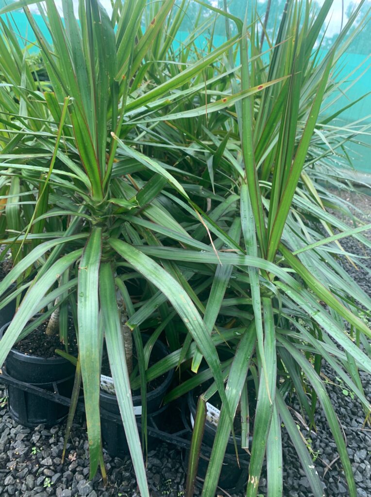 Lakeside Plants & Nursery