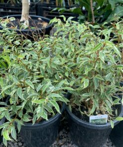 Ficus Nikita