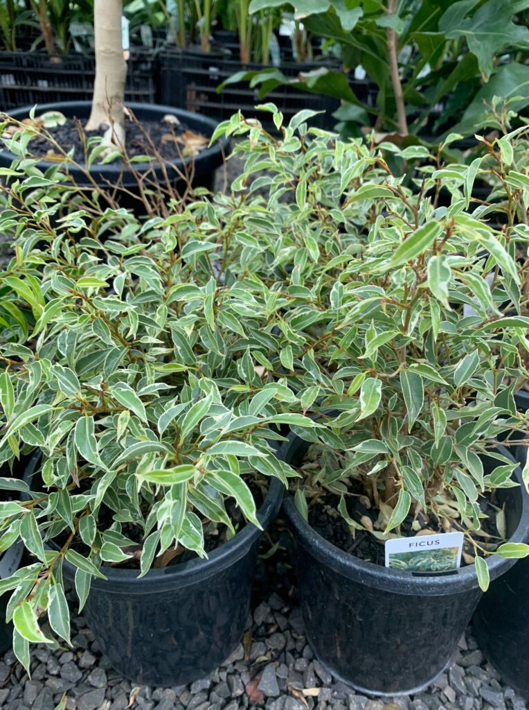 Lakeside Plants & Nursery