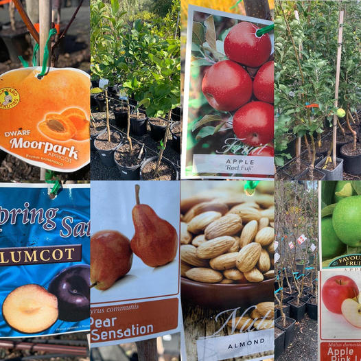 Lakeside Plants & Nursery