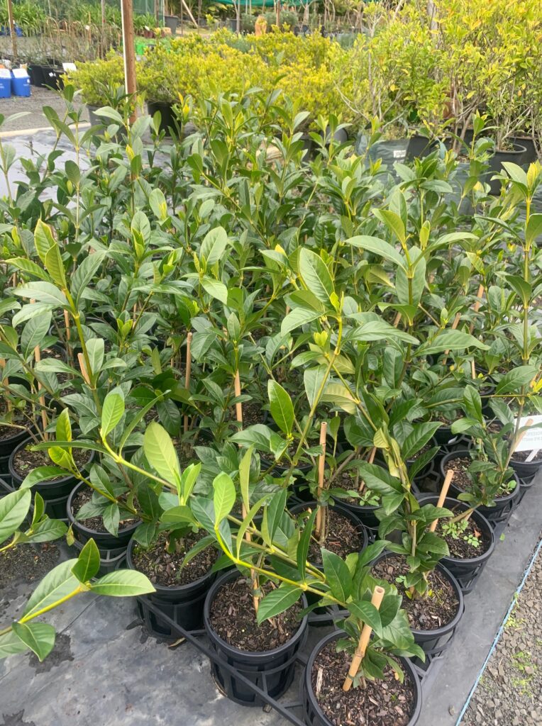 Lakeside Plants & Nursery